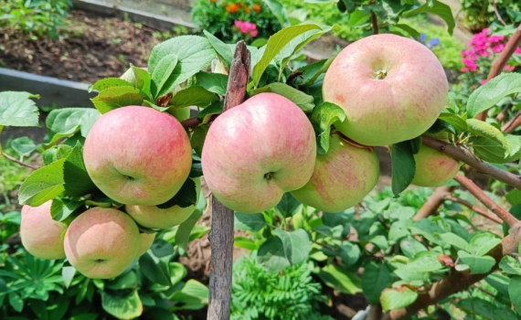 Супер-средство для сада:  одна обработка в ноябре и никаких болезней до весны — рекордный урожай