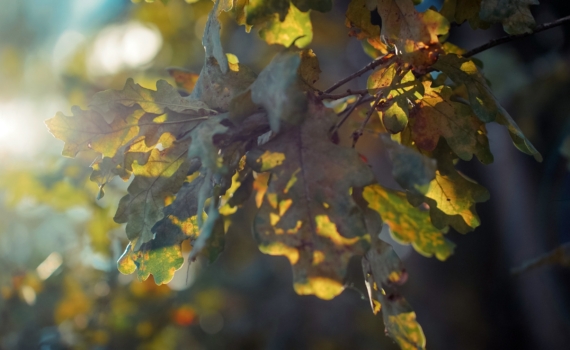 15 ноября: народные приметы на Акундина и Пигасия - погода, как укротить бесов и приманить достаток