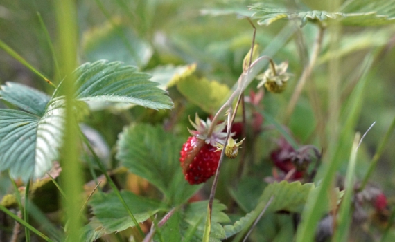 Нужно ли обрезать листья клубники на зиму? Вот главная ошибка дачников — мнение агрохимика