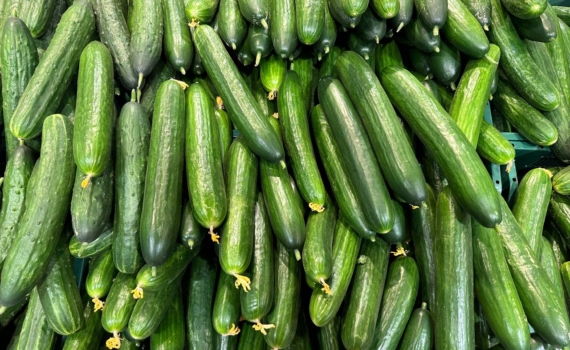 Хрустеть огурцами всю зиму — реально: выращиваю супер-гибрид на балконе — делюсь опытом